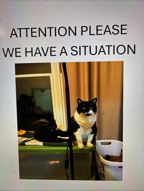 Coach Handbags - Attention Pls We Have a Situation!